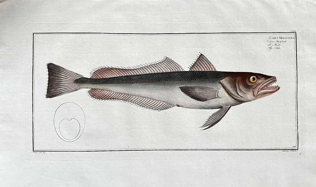 Marcus Elieser Bloch – The Hake (Gadus merluccius) – Hand-coloured Engraving