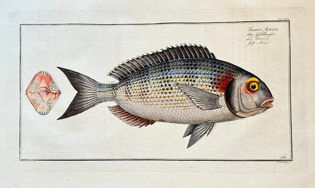 Marcus Elieser Bloch (1723–1799) – The Gilt-head Bream (Sparus aurata) - Hand-coloured Engraving