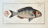 Marcus Elieser Bloch (1723–1799) – The Gilt-head Bream (Sparus aurata) - Hand-coloured Engraving