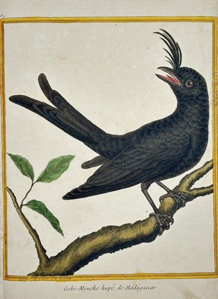François Nicolas Martinet (1731–1804) – Crested Flycatcher of Madagascar (Gobe-Mouche hupé, de Madagascar) – Engraving, Hand-coloured (Circa 1778)