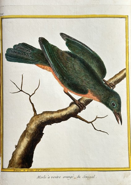 François Nicolas Martinet (c. 1725–1804) – Orange-bellied Thrush of Senegal (Merle à ventre orangé, du Sénégal) – Hand-coloured Engraving (Circa 1760)