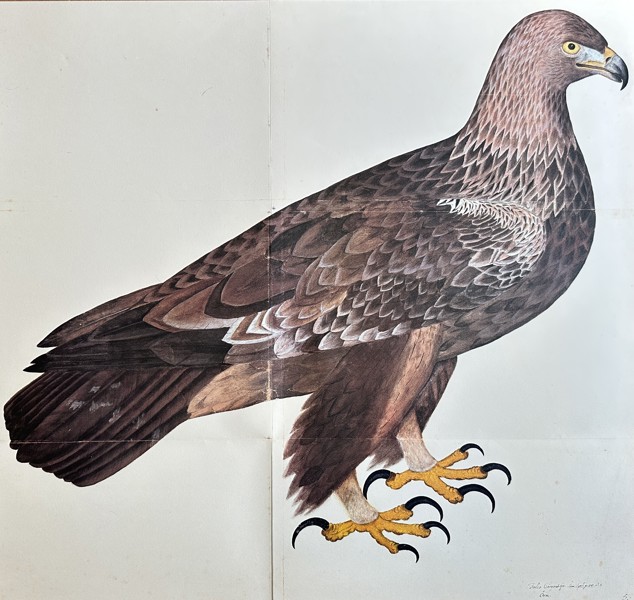 Olof Rudbeck the Younger (1660–1740) – Golden Eagle (Aquila chrysaetos) – Facsimile print printed on quality paper (20th Century)