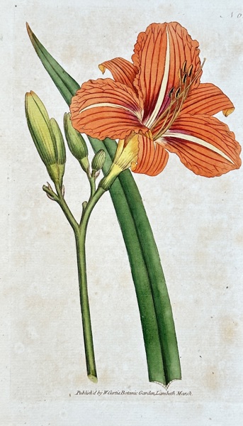 Samuel Curtis (1774–1860) – Daylily – Hand-coloured engraving (Circa 1790)