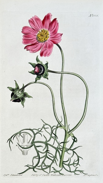 Samuel Curtis (1774–1860) – Dark-crimson Coreopsis – Hand-coloured engraving (1813)