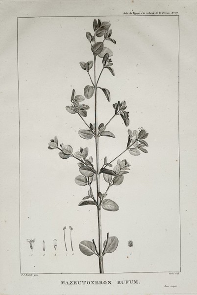Pierre-Joseph Redouté (1759–1840) – Pimelea rufa (Mazeutoxeron Rufum)