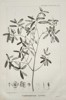 Pierre-Joseph Redouté (1759–1840) – Carpodontos Lucida (Eucryphia lucida)