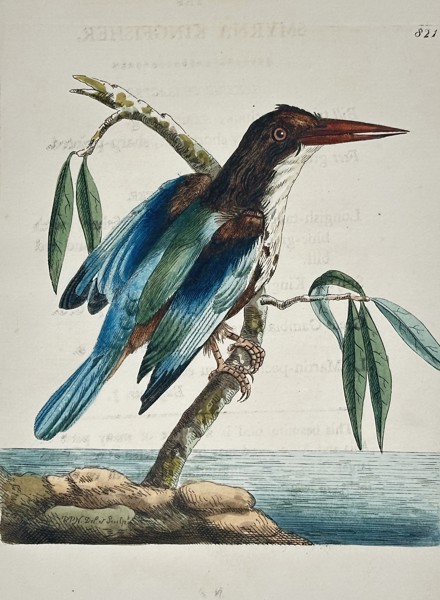 Frederick Polydore Nodder (active 1770–1800) – Smyrna Kingfisher – Hand-colored engraving (18th Century)