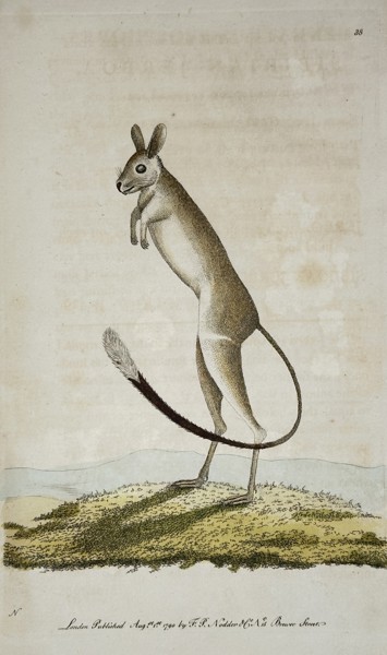 Frederick Polydore Nodder (c. 1770–1800) – The Brush-tailed Rat-Kangaroo – Hand-colored copperplate engraving (1790)