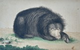 Frederick Polydore Nodder (c. 1770–1800) – The Ursine Sloth – Hand-colored copperplate engraving (1792)