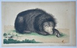 Frederick Polydore Nodder (c. 1770–1800) – The Ursine Sloth – Hand-colored copperplate engraving (1792)
