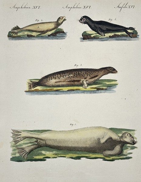 Friedrich Johann Justin Bertuch (1747–1822) – Amphibious Animals: Seals and Sea Lions – Hand-colored copperplate engraving (19th Century)