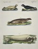 Friedrich Johann Justin Bertuch (1747–1822) – Amphibious Animals: Seals and Sea Lions – Hand-colored copperplate engraving (19th Century)
