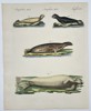 Friedrich Johann Justin Bertuch (1747–1822) – Amphibious Animals: Seals and Sea Lions – Hand-colored copperplate engraving (19th Century)