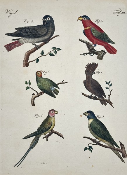Friedrich Johann Justin Bertuch (1747–1822) – Birds (Vögel): Parrots and Cockatoos – Hand-colored copperplate engraving (19th Century)