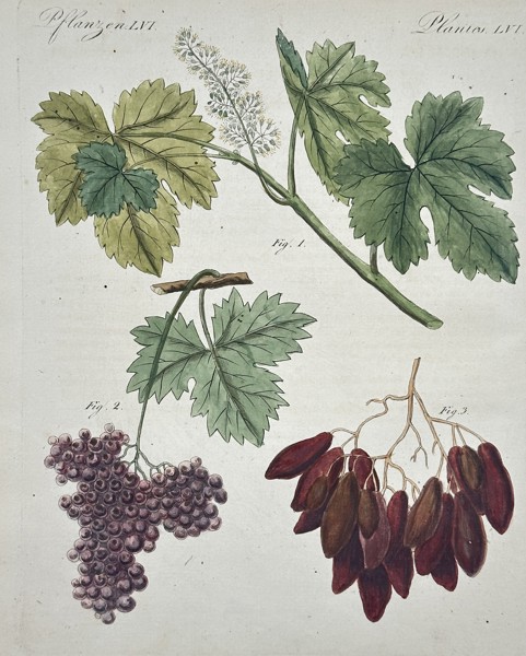 Friedrich Johann Justin Bertuch (1747–1822) – Plants (Pflanzen): Grapes and Dates – Hand-colored copperplate engraving (19th Century)