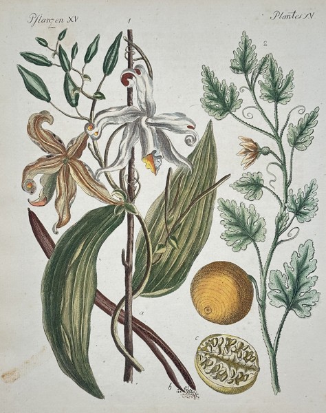 Friedrich Johann Justin Bertuch (1747–1822) – Plants (Pflanzen): Vanilla and Exotic Fruit – Hand-colored copperplate engraving (19th Century)
