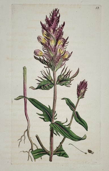 James Sowerby (1757–1822) – Field Cow-wheat (Melampyrum arvense) – Hand-colored copperplate engraving (c. 1790–1814)