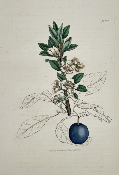 James Sowerby (1757–1822) – Blackthorn or Sloe (Prunus spinosa) – Hand-colored copperplate engraving (c. 1790–1814)