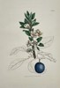 James Sowerby (1757–1822) – Blackthorn or Sloe (Prunus spinosa) – Hand-colored copperplate engraving (c. 1790–1814)