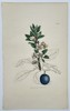 James Sowerby (1757–1822) – Blackthorn or Sloe (Prunus spinosa) – Hand-colored copperplate engraving (c. 1790–1814)