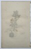 James Sowerby (1757–1822) – Blackthorn or Sloe (Prunus spinosa) – Hand-colored copperplate engraving (c. 1790–1814)