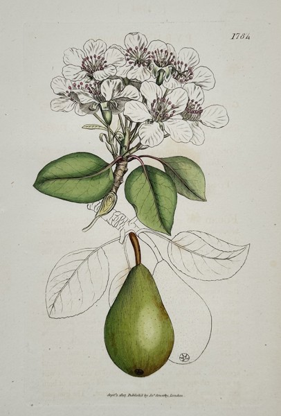 James Sowerby (1757–1822) – Common Pear (Pyrus communis) – Hand-colored copperplate engraving (1815)