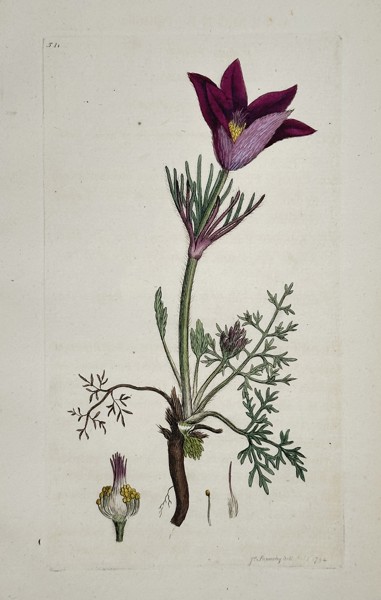 James Sowerby (1757–1822) – Pasque Flower (Pulsatilla vulgaris) – Hand-colored copperplate engraving (c. 1800)