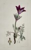 James Sowerby (1757–1822) – Pasque Flower (Pulsatilla vulgaris) – Hand-colored copperplate engraving (c. 1800)