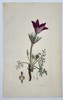 James Sowerby (1757–1822) – Pasque Flower (Pulsatilla vulgaris) – Hand-colored copperplate engraving (c. 1800)
