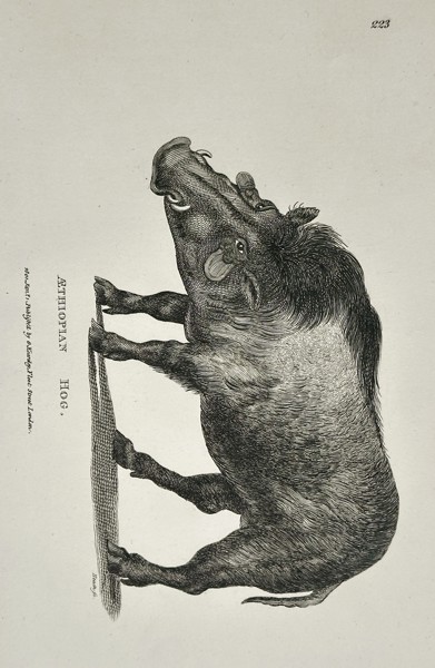 George Shaw (1751–1813) – Ethiopian Hog – Copperplate engraving (1803)