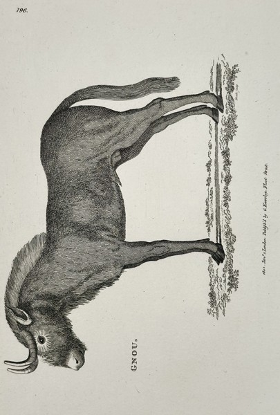 George Shaw (1751–1813) – Gnou (Wildebeest) – Copperplate engraving (c. 1800–1805)