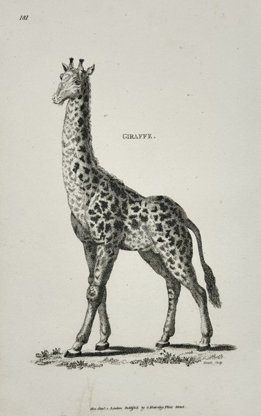 George Shaw (1751–1813) – Giraffe – Copperplate engraving (c. 1800–1805)