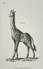 George Shaw (1751–1813) – Giraffe – Copperplate engraving (c. 1800–1805)