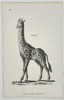 George Shaw (1751–1813) – Giraffe – Copperplate engraving (c. 1800–1805)