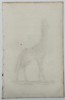 George Shaw (1751–1813) – Giraffe – Copperplate engraving (c. 1800–1805)