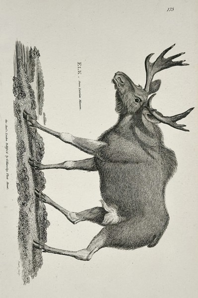 George Shaw (1751–1813) – Elk (Moose) from the Leverian Museum – Copperplate engraving (c. 1800–1805)