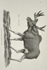 George Shaw (1751–1813) – Elk (Moose) from the Leverian Museum – Copperplate engraving (c. 1800–1805)