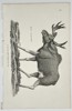 George Shaw (1751–1813) – Elk (Moose) from the Leverian Museum – Copperplate engraving (c. 1800–1805)