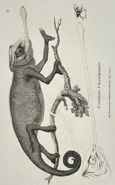 George Shaw (1751–1813) – Common Chameleon – Copperplate engraving (c. 1800–1805)
