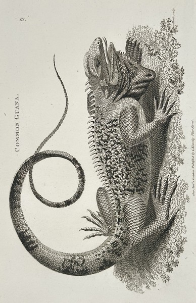 George Shaw (1751–1813) – Common Guana (Iguana) – Copperplate engraving (c. 1800–1805)