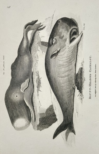George Shaw (1751–1813) – Blunt-headed Cachalot (Sperm Whale) – Copperplate engraving (c. 1800–1805)