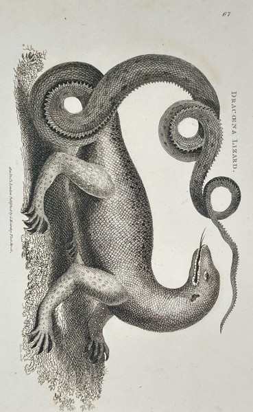 George Shaw (1751–1813) – Dracona Lizard – Copperplate engraving (c. 1800–1805)