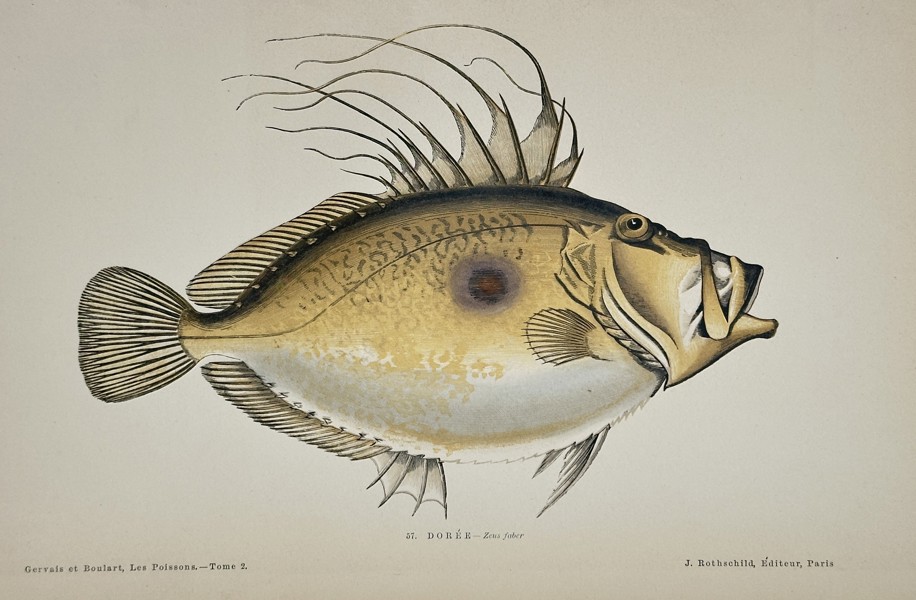Jules Rothschild (c. 1838–1912) – John Dory (Zeus faber) – Chromolithograph (c. 1870s)
