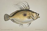 Jules Rothschild (c. 1838–1912) – John Dory (Zeus faber) – Chromolithograph (c. 1870s)