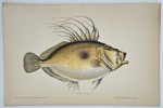 Jules Rothschild (c. 1838–1912) – John Dory (Zeus faber) – Chromolithograph (c. 1870s)