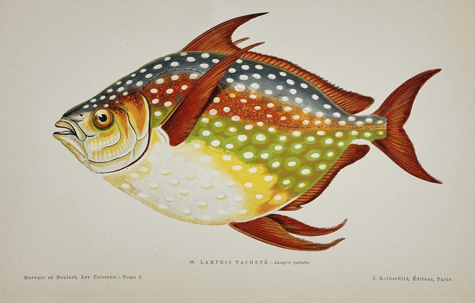 Jules Rothschild (c. 1838–1912) – Opah or Moonfish (Lampris guttatus) – Chromolithograph (c. 1870s)
