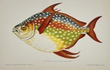 Jules Rothschild (c. 1838–1912) – Opah or Moonfish (Lampris guttatus) – Chromolithograph (c. 1870s)