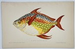 Jules Rothschild (c. 1838–1912) – Opah or Moonfish (Lampris guttatus) – Chromolithograph (c. 1870s)