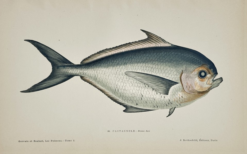 Jules Rothschild (c. 1838–1912) – Pomfret (Brama Raii) – Chromolithograph (c. 1870s)