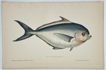 Jules Rothschild (c. 1838–1912) – Pomfret (Brama Raii) – Chromolithograph (c. 1870s)